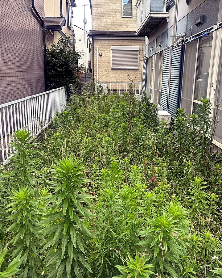 草刈り前の庭まわり