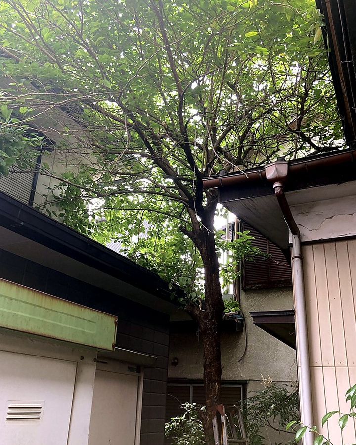 剪定前の庭木
