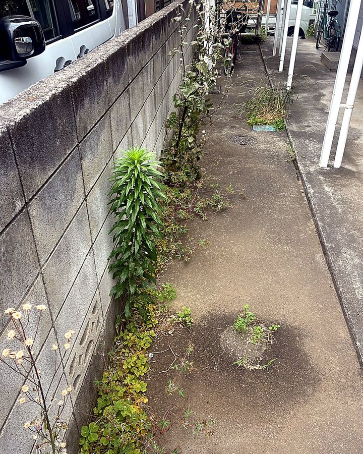 雑草整理前の壁ぎわ